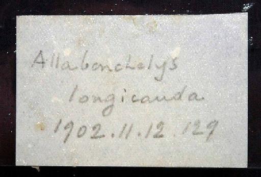 Allabenchelys longicauda Boulenger, 1902 - 1902.11.12.129; Allabenchelys longicauda; image of jar label; ACSI project image