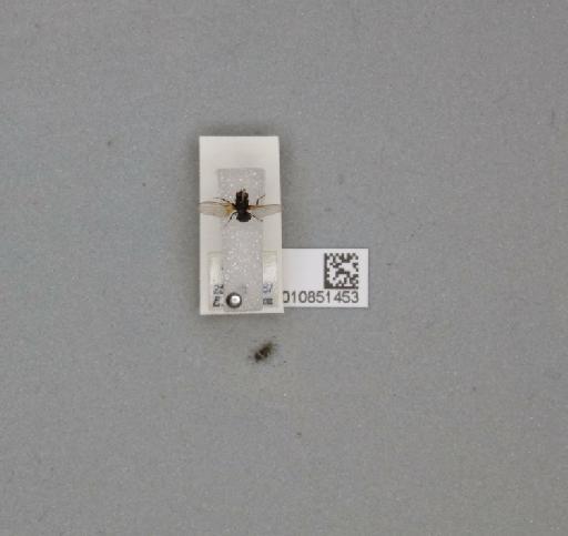Agromyzidae Fallén, 1823 - 010851453___1