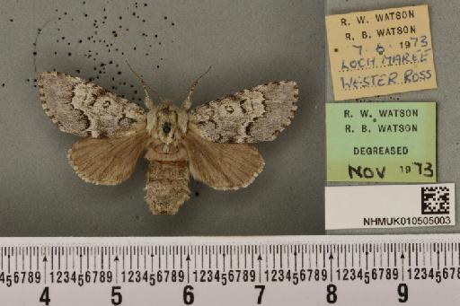 Acronicta menyanthidis scotica (Tutt, 1891) - NHMUK_010505003_562384