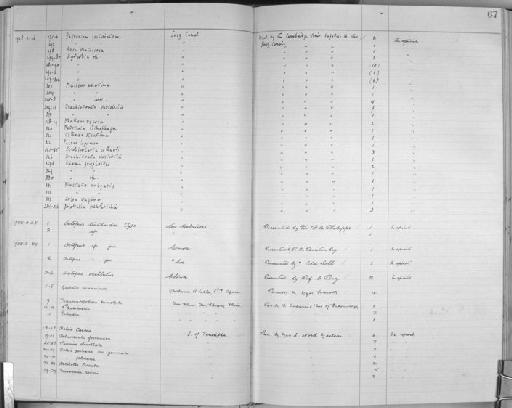 Plectotropis subterclass Tectipleura E. von Martens, 1860 - Zoology Accessions Register: Mollusca: 1925 - 1937: page 67