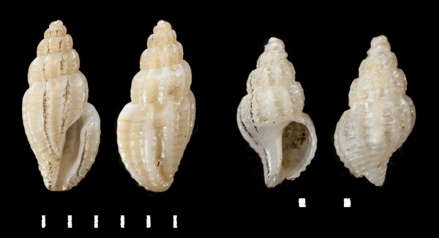 To NHMUK collection (Mangelia goodalliana Leach, 1852; SYNTYPE(S); NHMUK:ecatalogue:2386602)