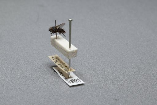 Sarcophaga (Myorhina) nigriventris Meigen, 1826 - 015091795_additional_2