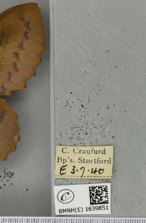 Gastropacha quercifolia (Linnaeus, 1758) - BMNHE_1639851_label_202846