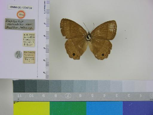 Euptychia variabilis Butler, 1867 - BMNH(E)_ 1204759_Yphthimoides_(Euptychia)_manasses_variabilis_Butler_T_female (1)