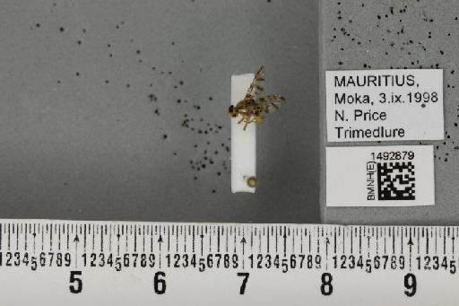 Ceratitis (Pterandrus) quilicii De Meyer et al., 2016 - BMNHE_1492879_43915