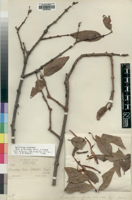 Agelanthus nyasicus (Baker & Sprague) Polhill & Wiens - BM000910890