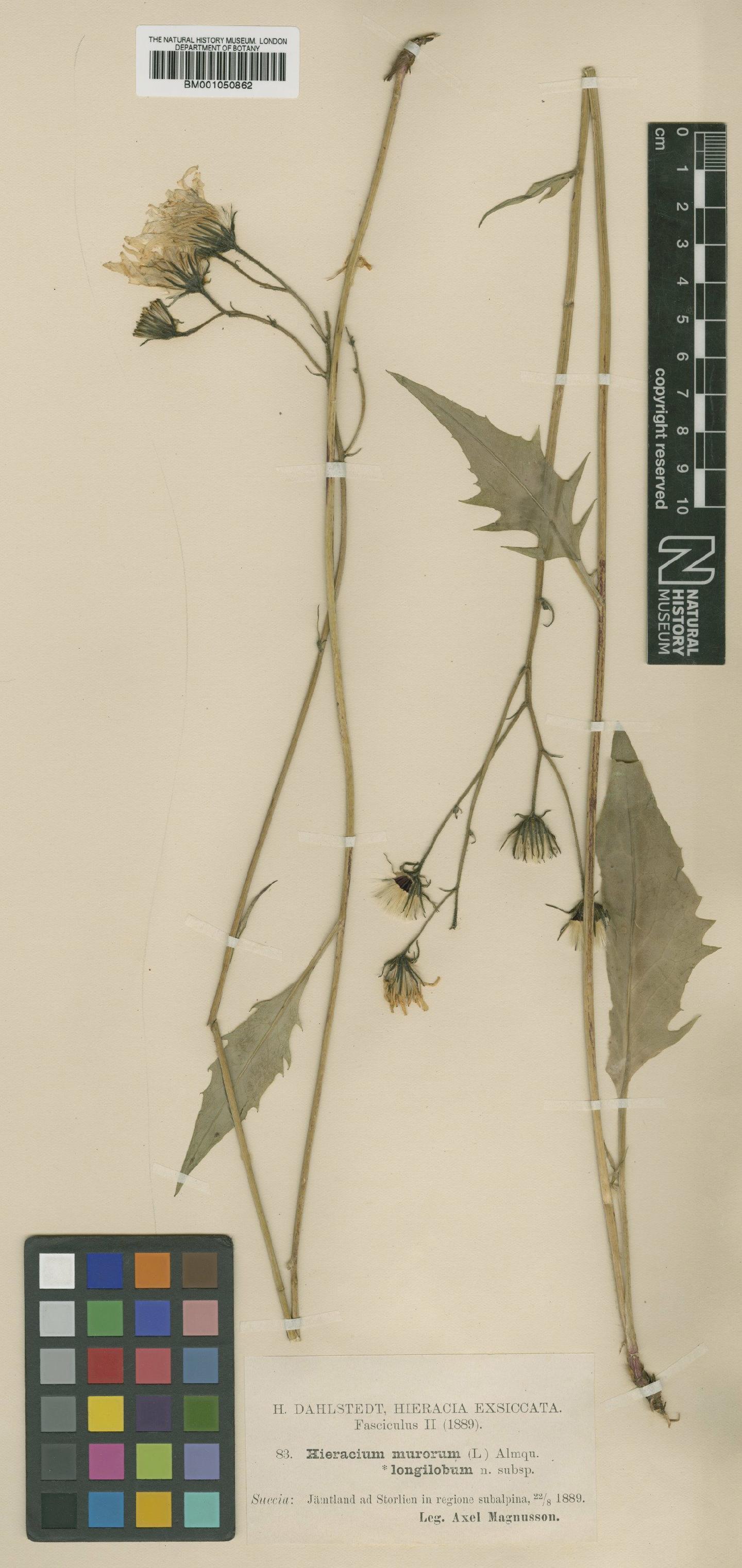 To NHMUK collection (Hieracium murorum subsp. longilobum Dahlst.; TYPE; NHMUK:ecatalogue:2400024)