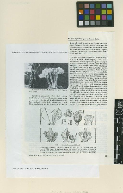 Euphorbia iancannellii (L.C.Leach) Bruyns - BM001050483_a