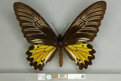 Troides helena isara Rothschild, 1908 - 013606730__1240778