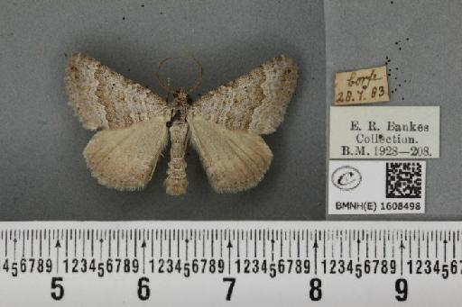 Scotopteryx bipunctaria cretata (Prout, 1937) - BMNHE_1608498_304867