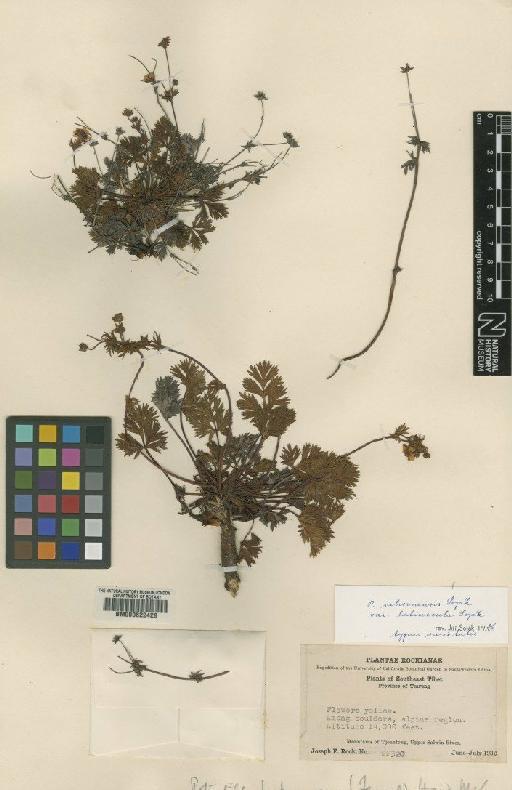 Potentilla salwinensis Soják - BM000622428