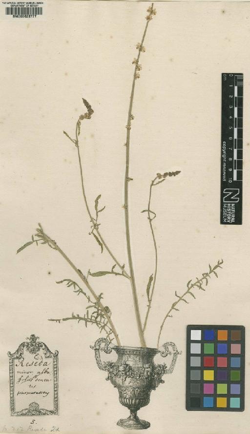 Raphanus raphanistrum L. - BM000628777