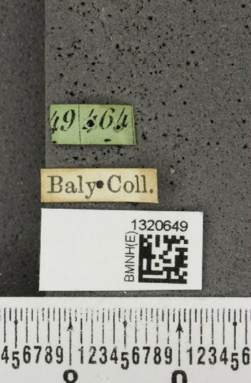Paratriarius coryphaea (Baly, 1886) - BMNHE_1320649_a_label_21361