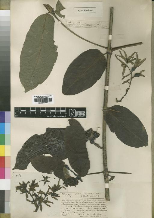 Cuviera angolensis Welw. ex K.Schum. - BM000903515