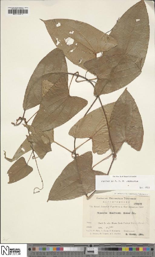 Dioscorea hamiltonii Hook.f. - BM001049414