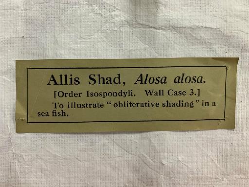 Alosa alosa (Linnaeus, 1758) - BMNH 2021.8.31.88, Alosa alosa, gallery label