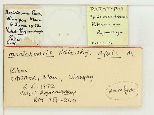 Aphis (Bursaphis) manitobensis Robinson & Rojanavong, 1976 - 015315682_additional