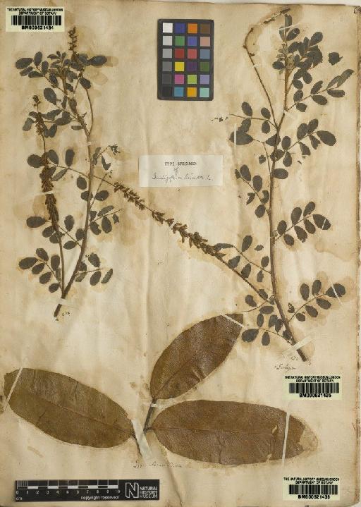 Indigofera hirsuta L. - BM000621435