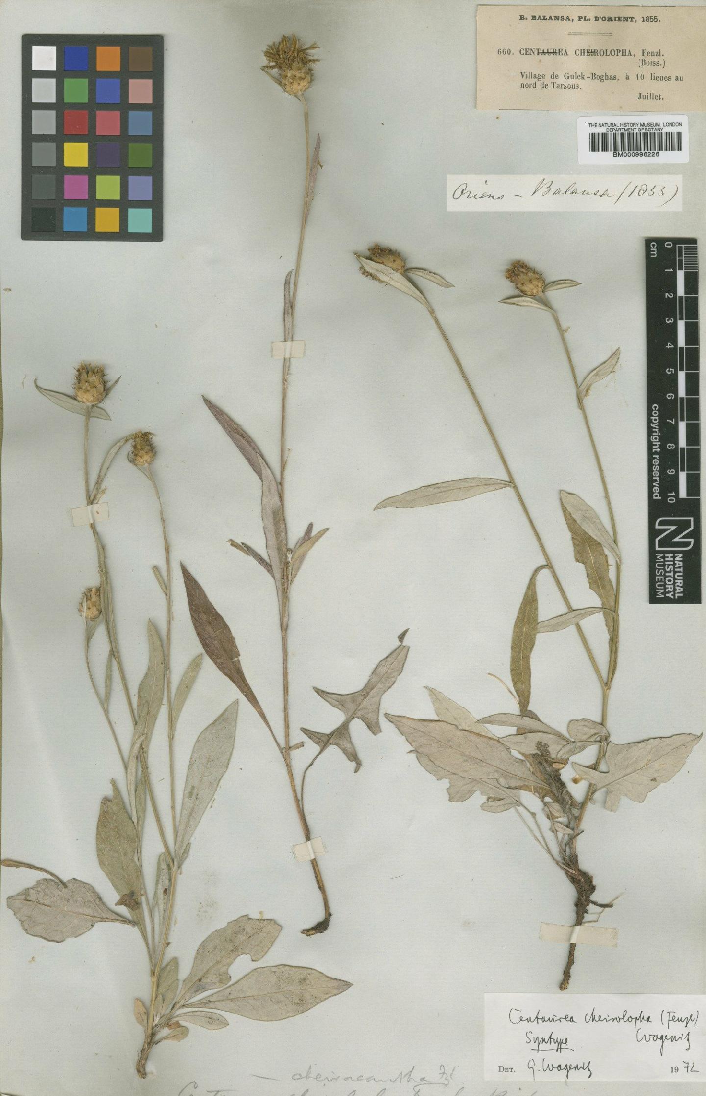 To NHMUK collection (Centaurea cheiracantha Boiss. ex Fenzl; Syntype; NHMUK:ecatalogue:480235)