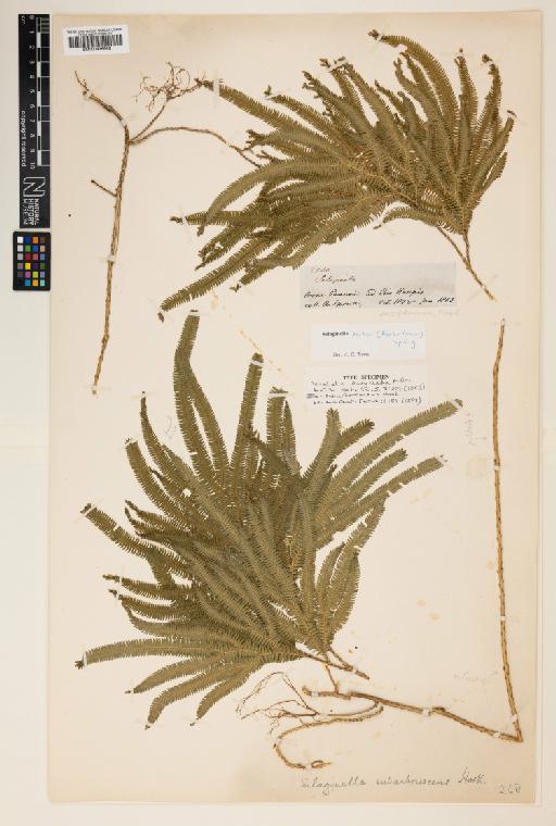 Selaginella parkeri (Hook. & Grev.) Spring - 000936566