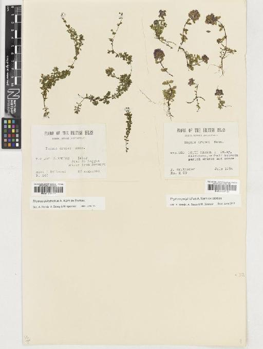 Thymus polytrichus subsp. britannicus (Ronniger) Kerguélen - BM001037121