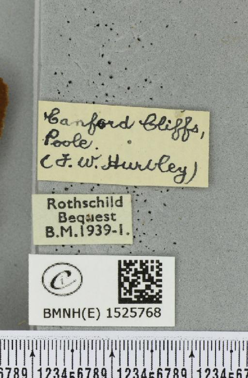 Macrothylacia rubi ab. ferruginea-unilinea Tutt, 1902 - BMNHE_1525768_label_196461