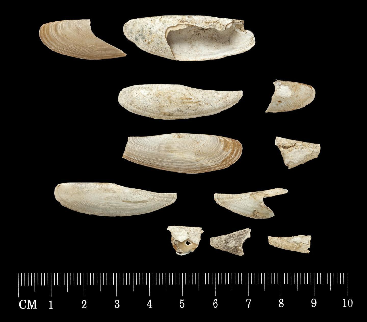 To NHMUK collection (Leda patagonica d'Orbigny, 1846; SYNTYPE(S); NHMUK:ecatalogue:4365521)