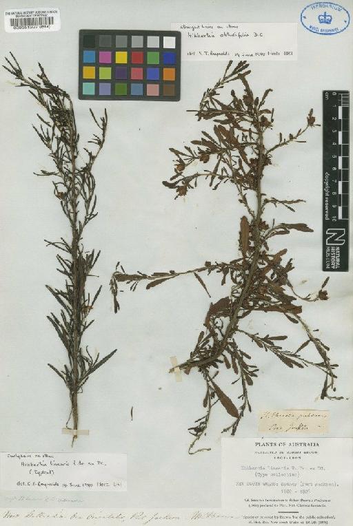 Hibbertia obtusifolia DC. - BM000551307