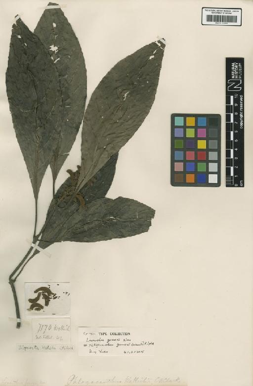 Phlogacanthus gomezii (Nees) J.R.I.Wood - BM001191499