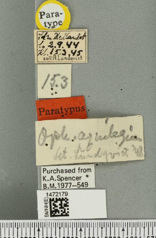 Ophiomyia aquilegiana Lundquist, 1947 - BMNHE_1472179_a_label_46985