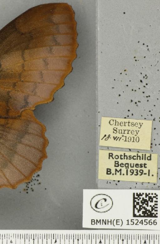 Gastropacha quercifolia (Linnaeus, 1758) - BMNHE_1524566_label_198658