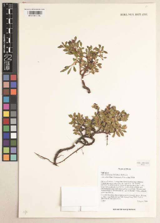 Salix lindleyana Wall. ex Andersson - BM014617789