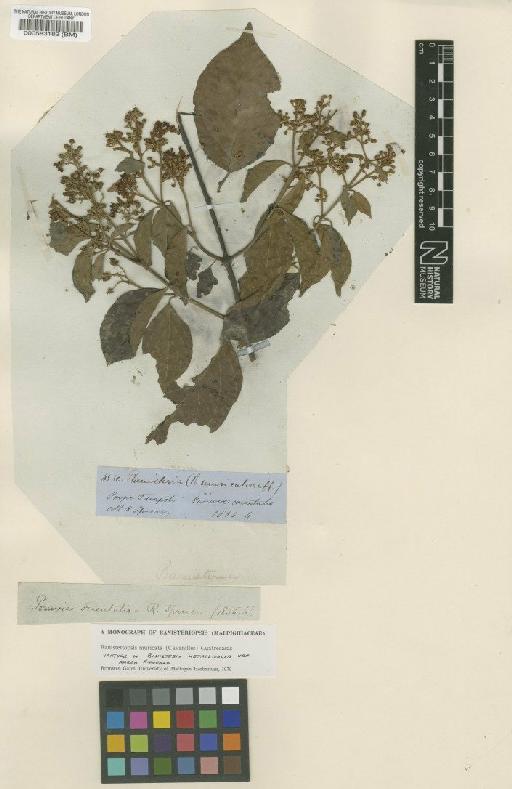Banisteriopsis muricata (Cav.) Cuatrec. - BM000583182