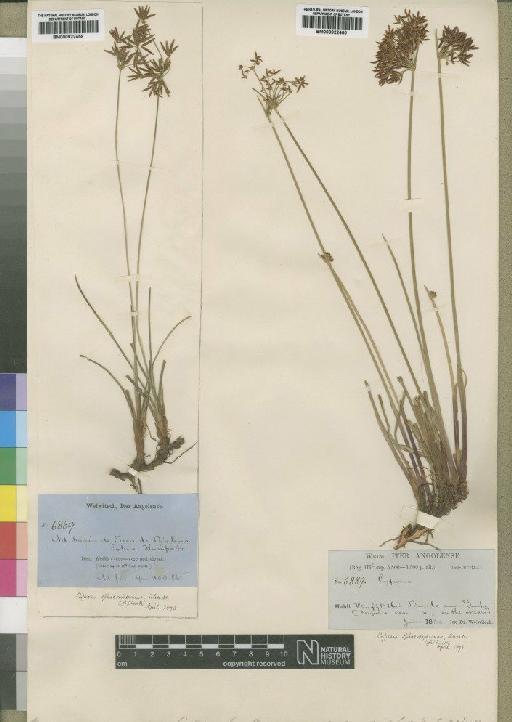 Cyperus denudatus L.f. - BM000922459