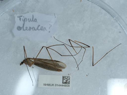 Tipula (Tipula) oleracea Linnaeus, 1758 - 014444809_2