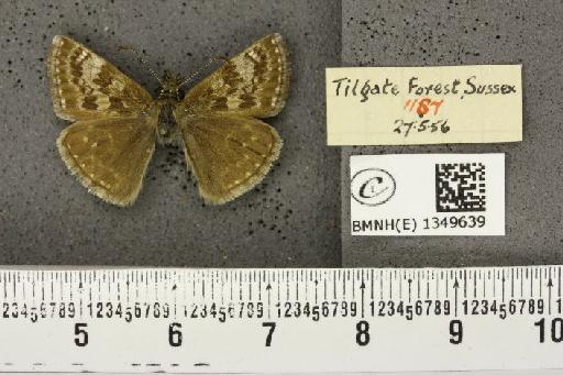 Erynnis tages tages (Linnaeus, 1758) - BMNHE_1349639_158024