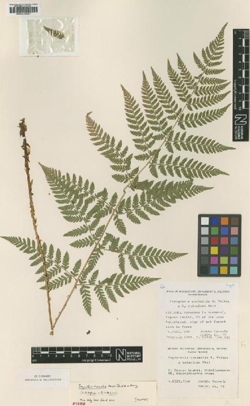 Dryopteris × sarvelae Fraser-Jenk. & Jermy - BM001048807