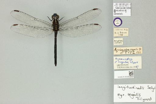 Agrionoptera regalis Tillyard, 1908 - 013322869_dorsal