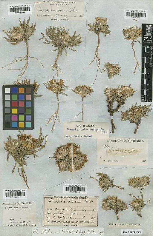 Townsendia exscapa (Richardson) Porter - BM001025432