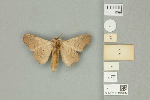 Olceclostera amoria Druce, 1890 - 014199889 Olceclostera amoria Druce, 1890 _Syntype _Ventral_with_labels
