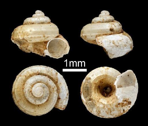 Cyathopoma turbinatum Sykes, 1897 - 1958.6.11.25-27, SYNTYPES, Cyathopoma turbinatum Sykes, 1897 - B