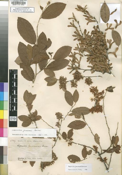 Ruprechtia jamesoniana Meisn - Spruce - BM000571442