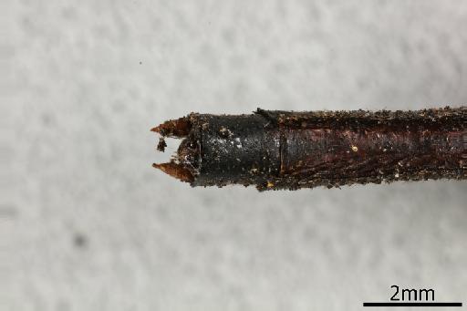 Macrogomphus lankanensis Fraser, 1933 - 013383673_Macrogomphus_lankanensis_Primary_genitalia_Ventral_Allotype