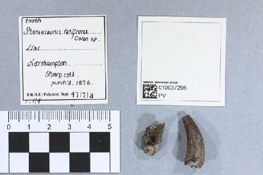 Steneosaurus latifrons Owen - 010037296_L010092865