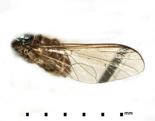 Ocnaea metallica (Osten Sacken) - 010628972, 241505, Holotype, Ocnaea metallica (Osten Sacken)_wing
