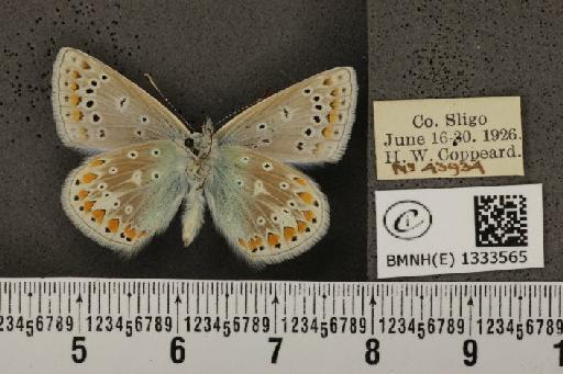 Polyommatus icarus mariscolore (Kane, 1893) - BMNHE_1333565_141514