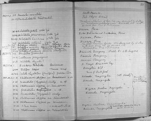 Helobdella godeti Weber - Zoology Accessions Register: Annelida & Echinoderms: 1924 - 1936: page 53