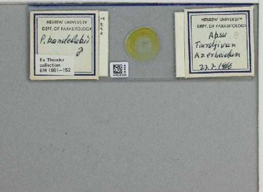 Phlebotomus (Larroussius) kandelakii kandelakii Shchurenkova - 015283845_811457_1329594_157774_NoStatus