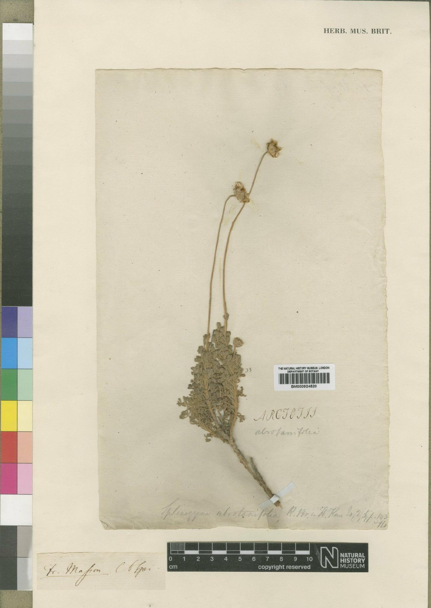 To NHMUK collection (Ursinia abrotanifolia Spreng.; Type; NHMUK:ecatalogue:4529534)
