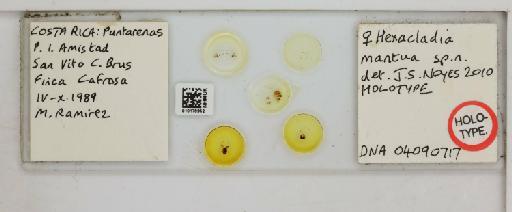 Hexacladia mantua Noyes, 2010 - 010178952_Hexacladia_mantua_HT F_slide labels